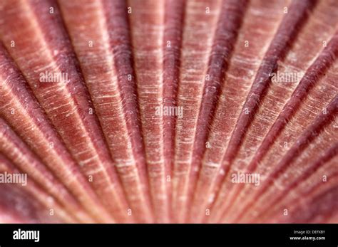 Seashell Shapes Hi Res Stock Photography And Images Alamy