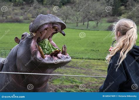 Process Of Feeding Hippo In A Zoo Editorial Stock Image Image Of