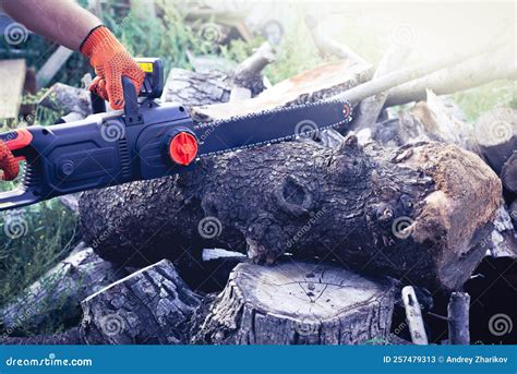 A Chainsaw Cuts A Large Tree Trunk Harvesting Firewood Stock Image