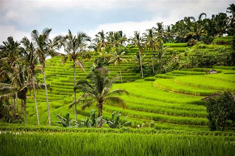 HD Wallpaper Rice Terraces Field Nature Landscape Rice Paddy China