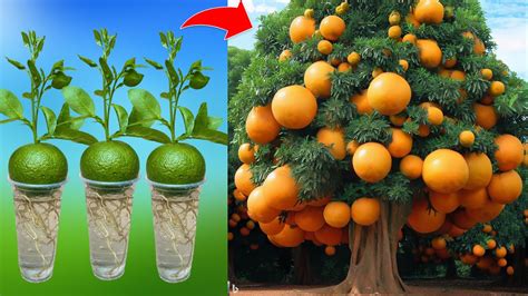 The Best Way To Orange Tree From Orange Fruit For Maximum Yield