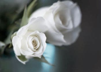 Meaning Of White Roses Love Dreams Occasions And More