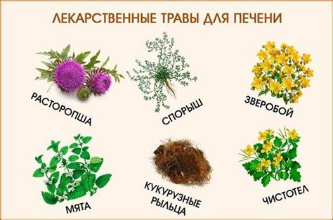 Травы для печени: перечень полезных фитосредств для поджелудочной ...