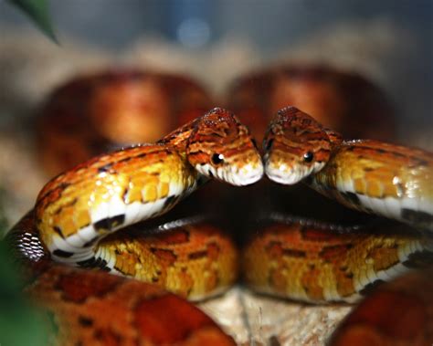 Corn Snake Pictures & Facts