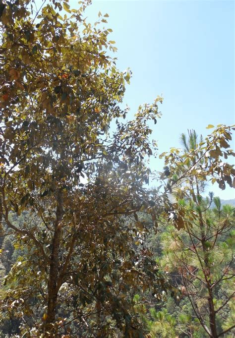 Encino Blanco Desde Metlat Noc Gro M Xico El S Bado De Abril De