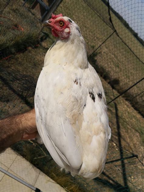 Araucana Chickens | Araucana For Sale