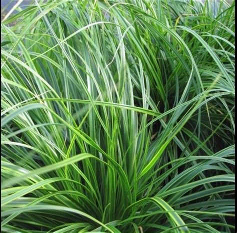 Carex Everlime Ornamental Grasses Deck Garden Carex Grass