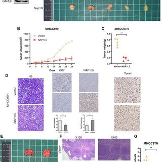 NAP1L5 Inhibits Tumor Growth And Metastasis In Vivo A C Xenografted