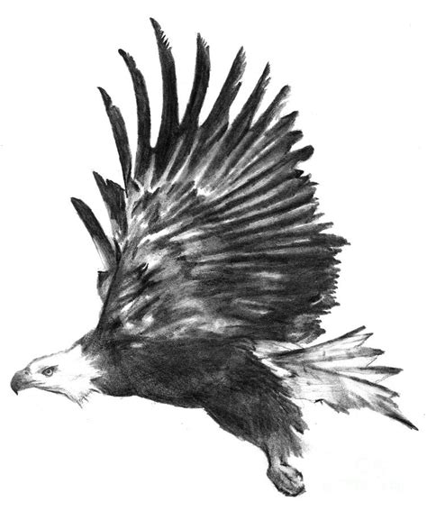 Drawing Of An Eagle In Flight – Warehouse of Ideas