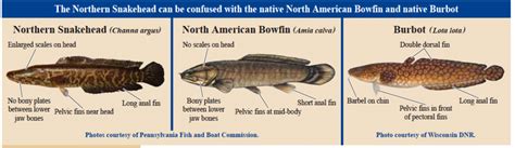 Northern Snakehead