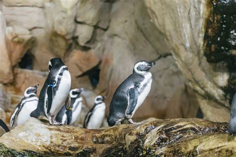 Genoa: Aquarium of Genoa with Lunch | GetYourGuide