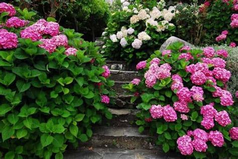 21 Pink Theme Garden Ideas Using Pink Annual Flowers