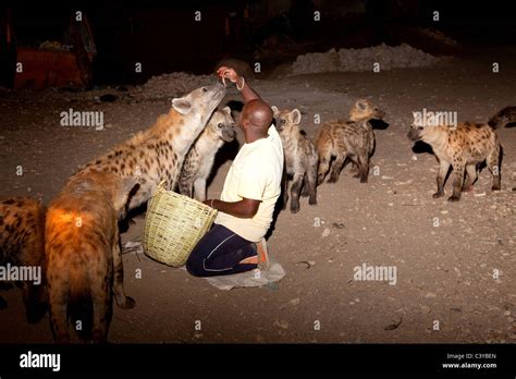 hyena feeding, harar, ethiopia, africa Stock Photo - Alamy