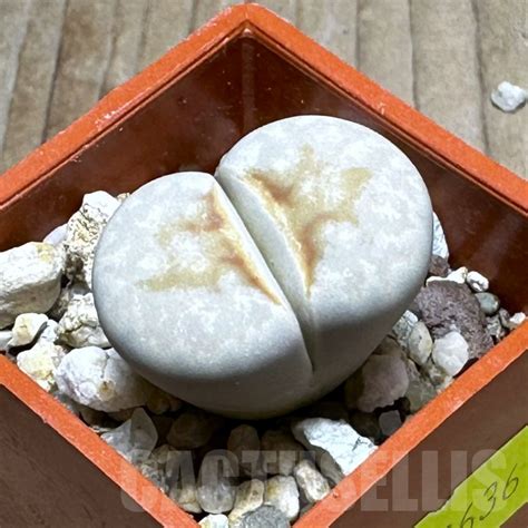 SHPR28636 Lithops julii Hot Lips Кактус онлайн