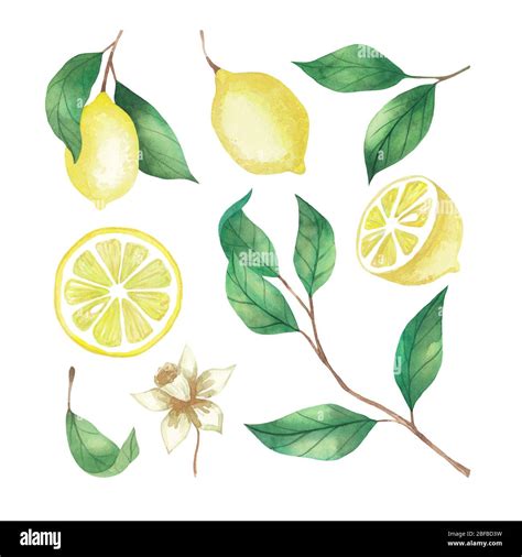 Watercolor Set Of Lemons Lemon Slices And Twigs Isolated On A White