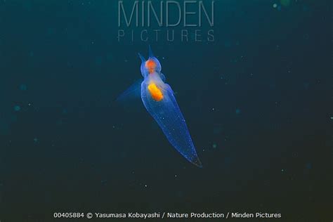 Naked Sea Butterfly Stock Photo Minden Pictures