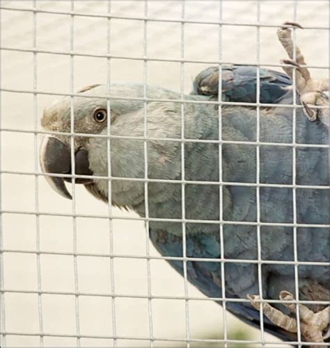 Spix’s Macaw Facts: Saving a Parrot Near Extinction in the Wild - Owlcation