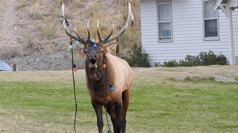 Elk Decorated In Christmas Lights Gets Ready For Festive Season Youtube