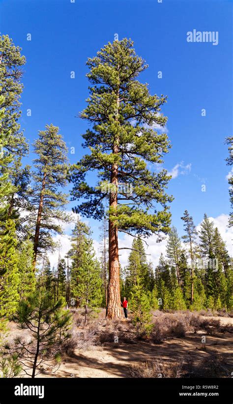 Ponderosa Pine Hi Res Stock Photography And Images Alamy