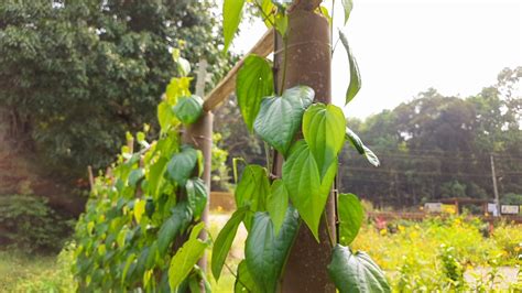 Modern way of Betel Leaf Farming | Vertical Column Paan Leaf Cultivation