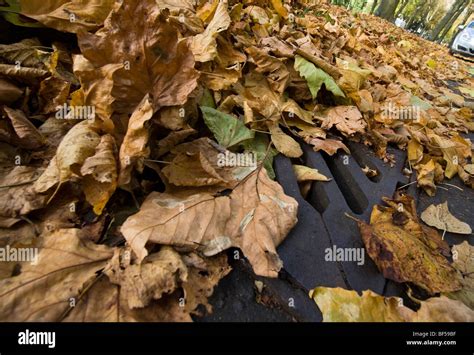 Autumn Leaves Fall Onto A Road Covering Double Yellow Lines And