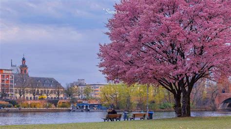 Pin By Shigeto Ebara On Sakura Cherry Blossom Wallpaper Beautiful