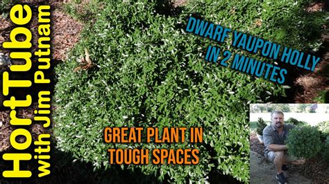 Dwarf Yaupon Holly In 2 Minutes Best Plant For Tough Conditions Youtube