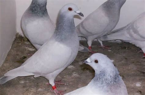 6 Racing Pigeon Breeds and Types - A Complete List