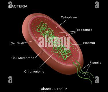 Illustration Of A Typical Bacterium With Key Parts Cell Membrane