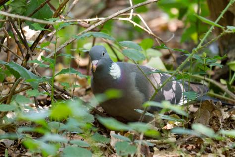 Pombo Torcaz Avifauna Jardim Gulbenkian