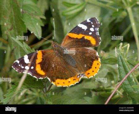 El Significado Espiritual De La Mariposa Marr N Y Naranja Una