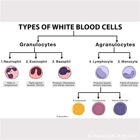 Types of white blood cells | 🥷 Knowledge Ninja