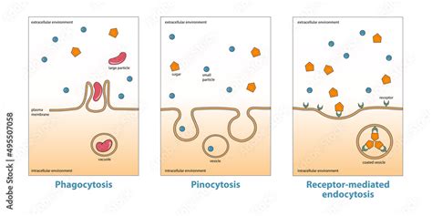 Vetor De Variations Of Endocytosis Phagocytosis Pinocytosis Receptor