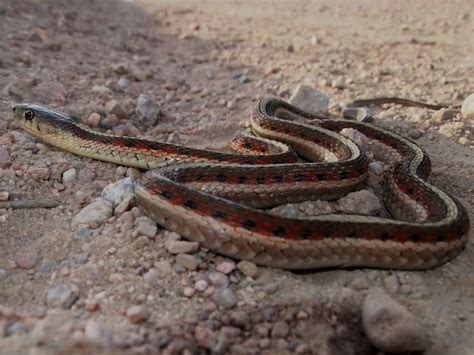 Colorado Snakes Common Garter Snake (Thamnophis sirtalis) - Colorado Herping