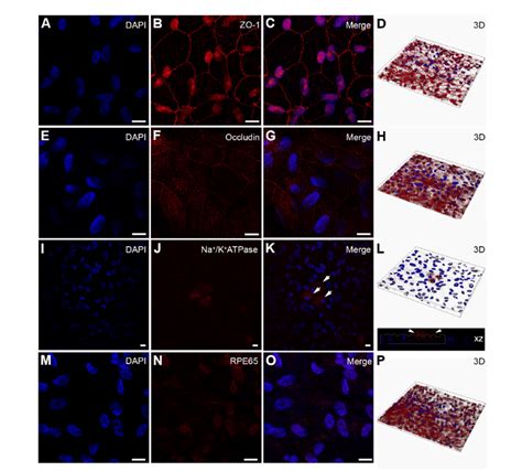 Characterisation Of Arpe Monolayers Cultured On Transwell Inserts