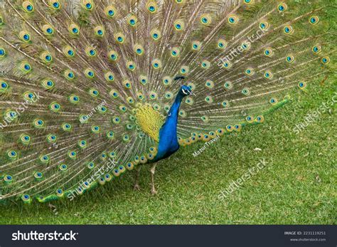 Blue Peacock Fanning Tail On Green Stock Photo Shutterstock