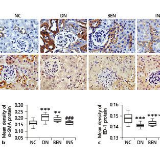 The Expression Levels Of Inflammation Related Protein In Mouse Kidney