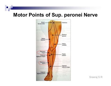 Tibialis Anterior Motor Point Chart A Visual Reference Of Charts