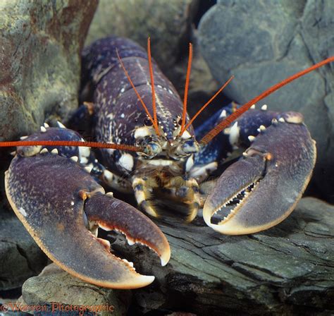 European Lobster - Profile | Traits | Facts | Ecology | Lifecycle - SeaFish