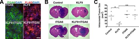 Integrin Expression Rescues Klf Induced Growth Inhibition Of Glioma