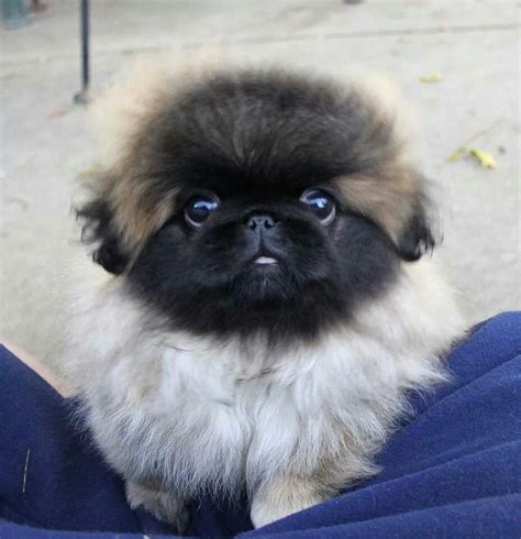 Pin On Pekingese