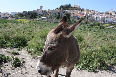 Spanish Donkey Enjoying The Sun Spain Tour Spain Holidays Walking