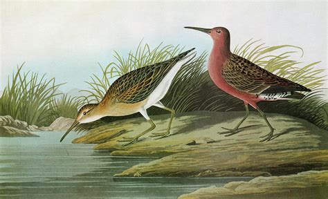 Audubon Sandpiper Painting By Granger Fine Art America