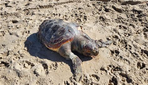 Aparece Una Tortuga Muerta En Una Playa De Conil