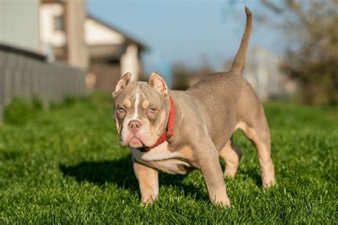 Cuanto Cuestan Los Cachorros Bully