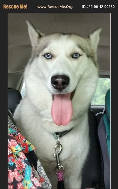 ADOPT 23061200380 Siberian Husky Rescue Belle WV