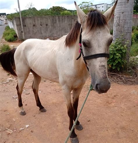 Prefeitura Intensifica A Captura De Animais Soltos Nas Ruas De Palmeira