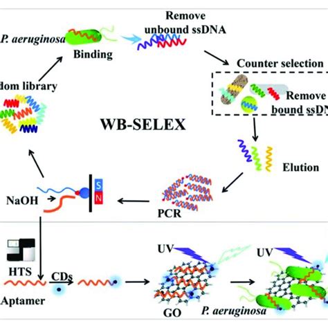 A Schematic Representation For The Development Of The Fluorescence Download Scientific Diagram