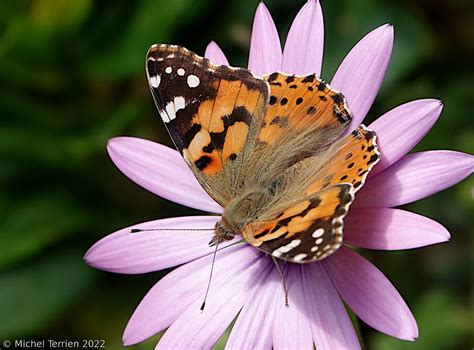 Belle Dame Vanessa Cardui Dans Le Jardin Michel Terrien Flickr