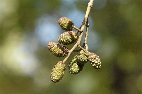 Alnus glutinosa | Tree identification, Alder, Ecology